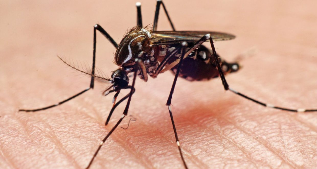 An&nbsp;Aedes aegypti&nbsp;mosquito — Image credit: Google Wants to Release 32 Million Mosquitoes in California and Florida. Here's Why / Sara Hashemi