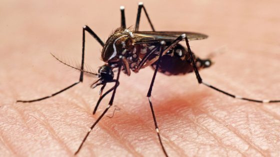 Google Seeks EPA Approval for Mosquito Release in California
